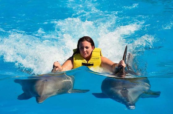 Hurghada: Swim with Dolphins Experience