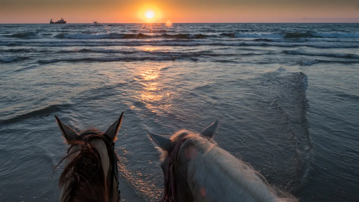 From El Gouna: Horse Ride Along the Sea & Desert with Transfers
