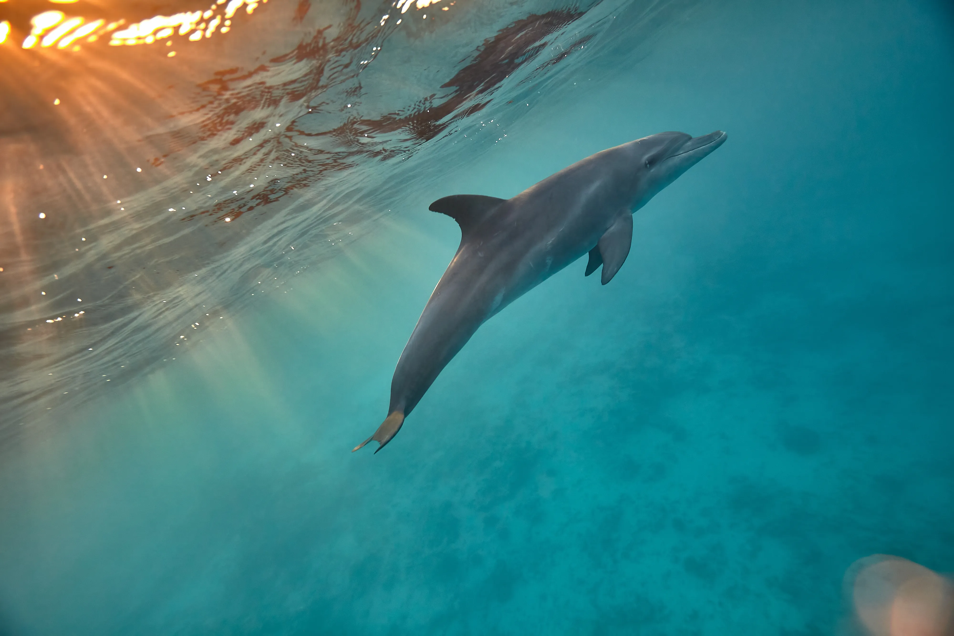 El Gouna: Dolphin Watching Boat Tour with Snorkeling & Lunch