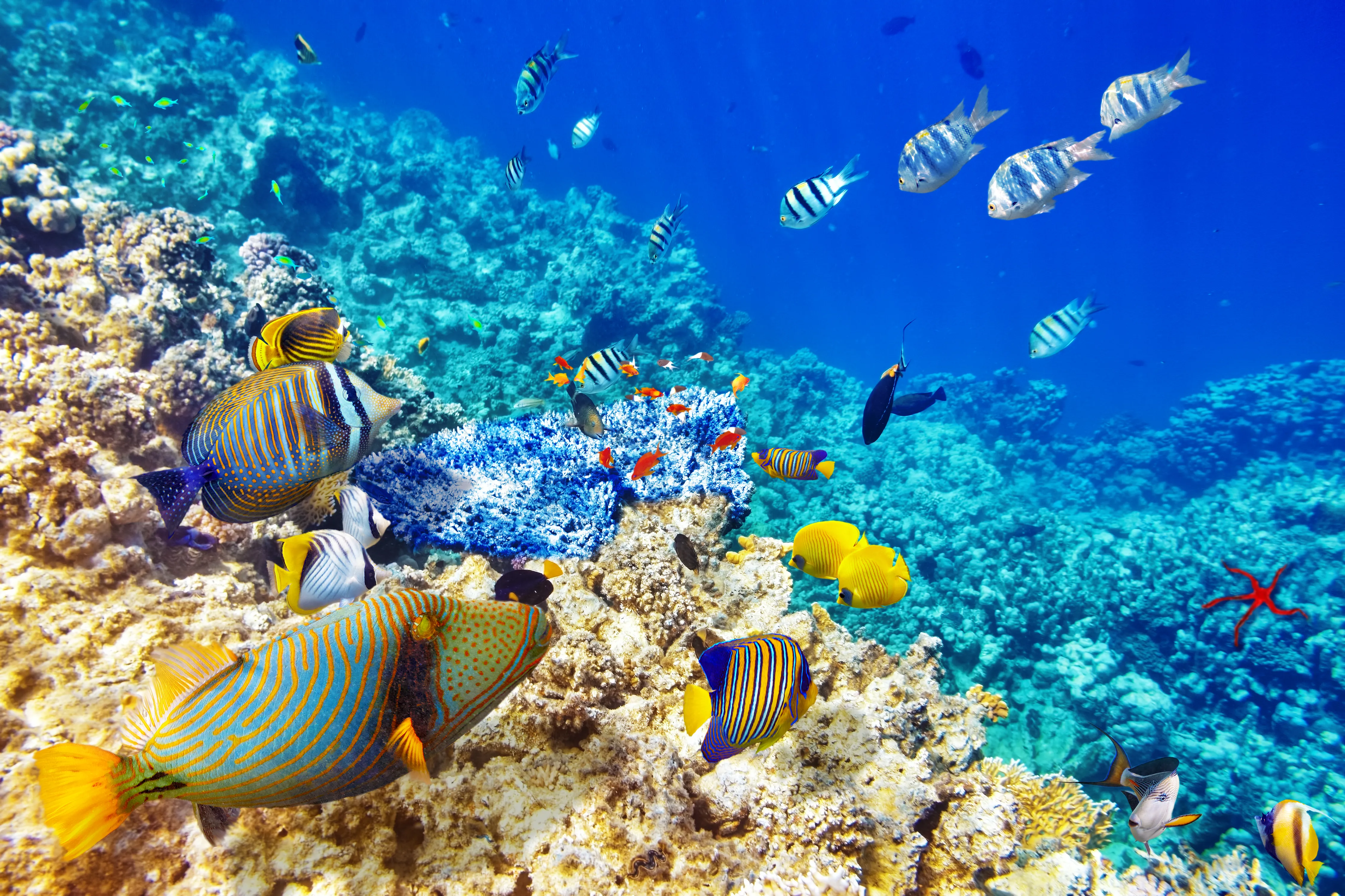 From Hurghada: 4-Hour Snorkeling Trip at 2 Sites with Lunch