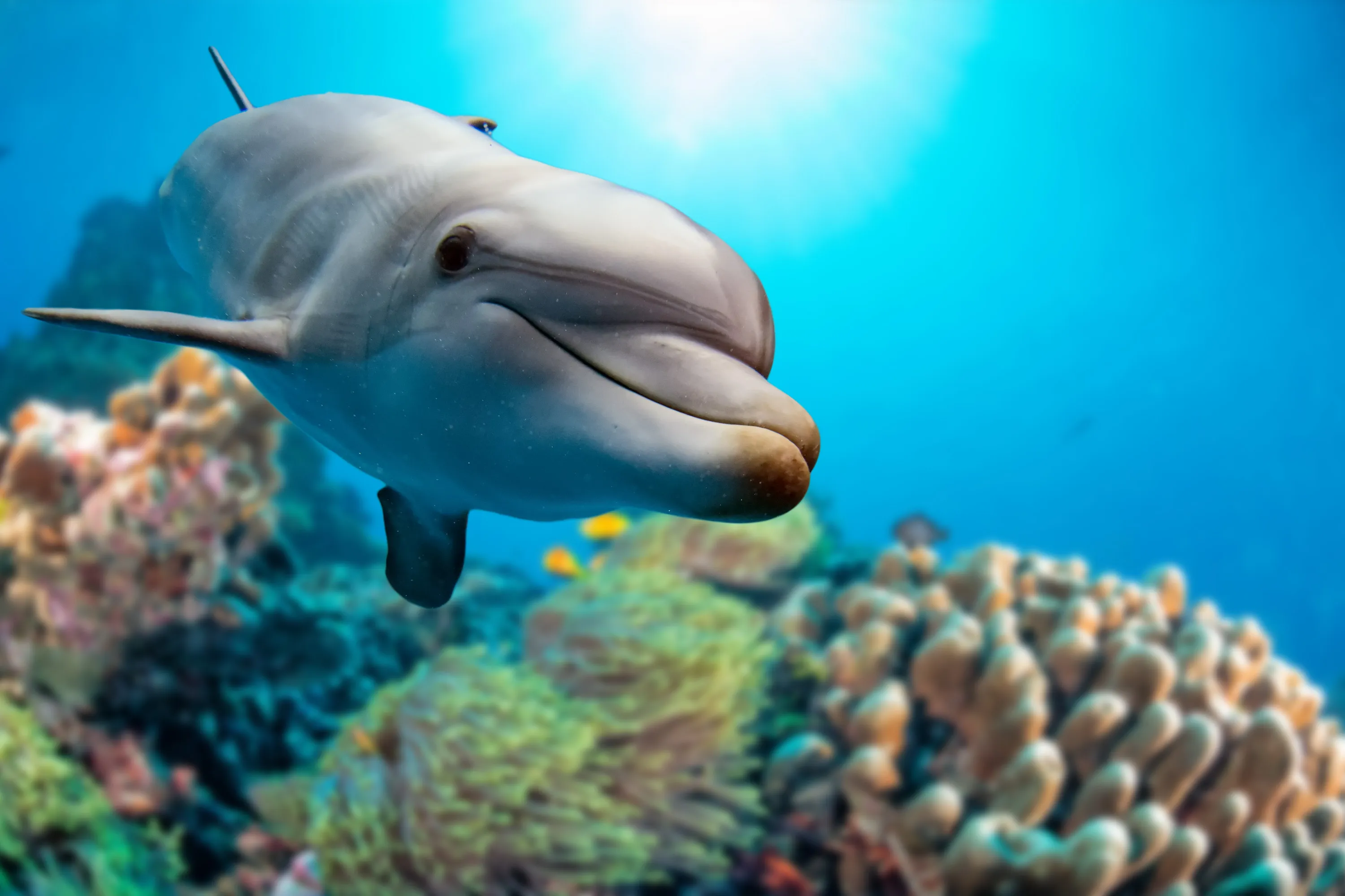 Hurghada: Dolphin Cruise & Snorkeling with City Tour & Lunch